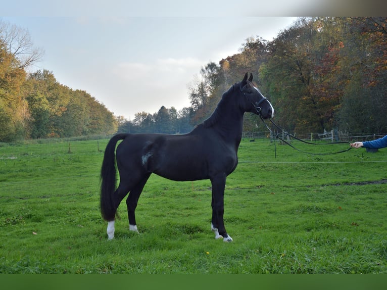 KWPN Caballo castrado 4 años 175 cm Negro in Doornspijk