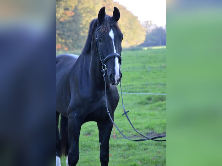 KWPN Caballo castrado 4 años 175 cm Negro in Doornspijk