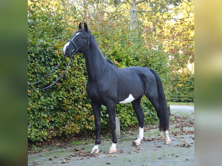 KWPN Caballo castrado 4 años 175 cm Negro in Doornspijk