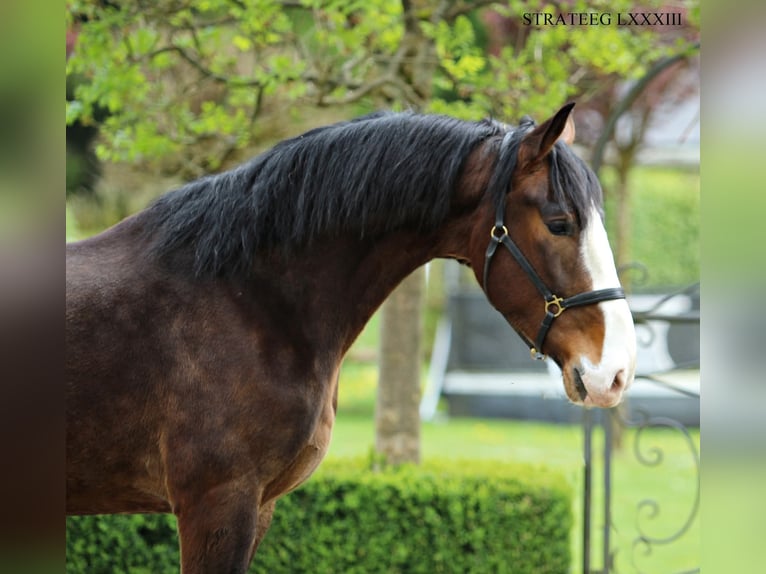 KWPN Caballo castrado 4 años 176 cm Castaño in Trnovska vas