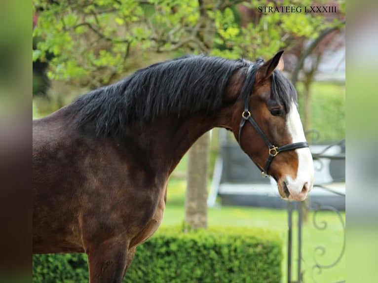 KWPN Caballo castrado 4 años 176 cm Castaño in Trnovska Vas