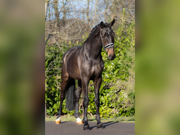 KWPN Caballo castrado 4 años 176 cm Castaño in Oosterhout