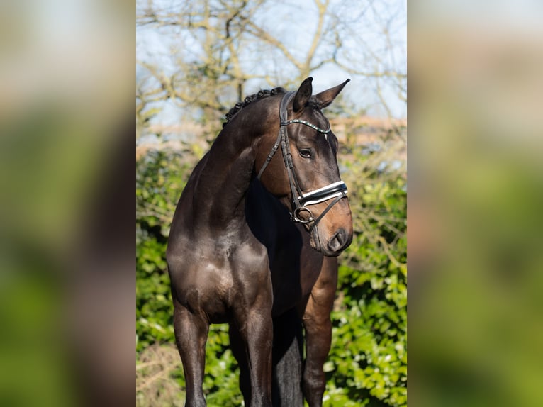 KWPN Caballo castrado 4 años 176 cm Castaño in Oosterhout