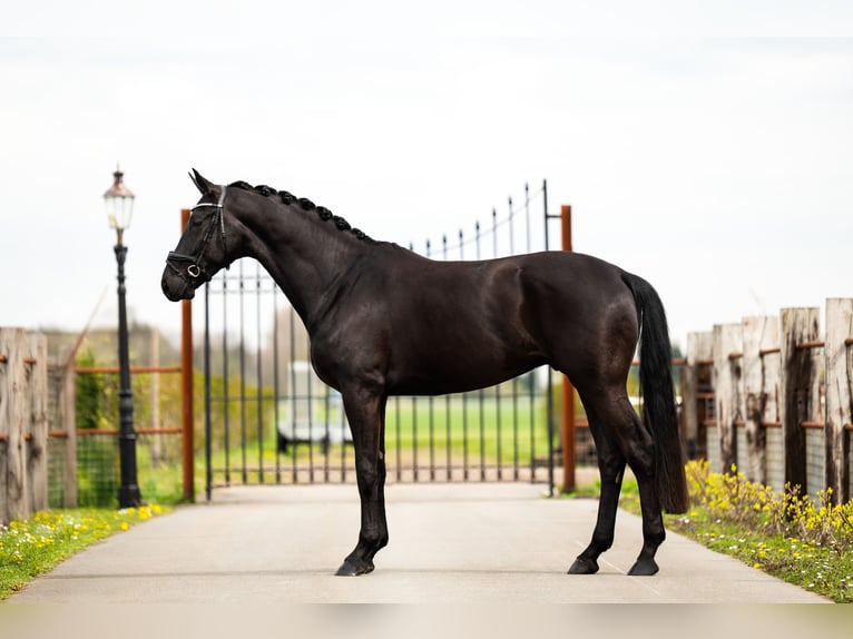 KWPN Caballo castrado 4 años 176 cm Negro in Haarlem