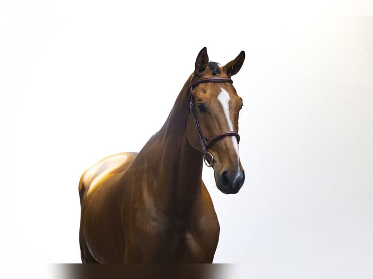 KWPN Caballo castrado 4 años 177 cm Castaño in Waddinxveen