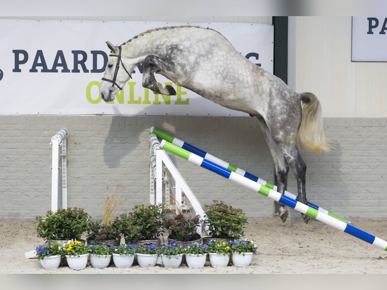 KWPN Caballo castrado 4 años 178 cm Tordo in Heerde