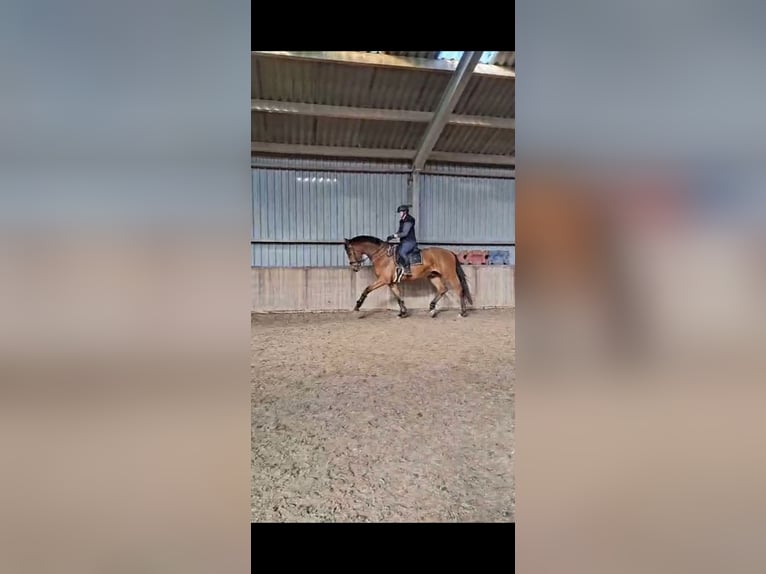 KWPN Caballo castrado 4 años 180 cm Castaño in Wâlterswâld