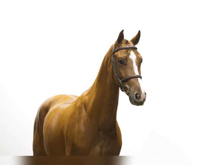 KWPN Caballo castrado 4 años Alazán in Waddinxveen