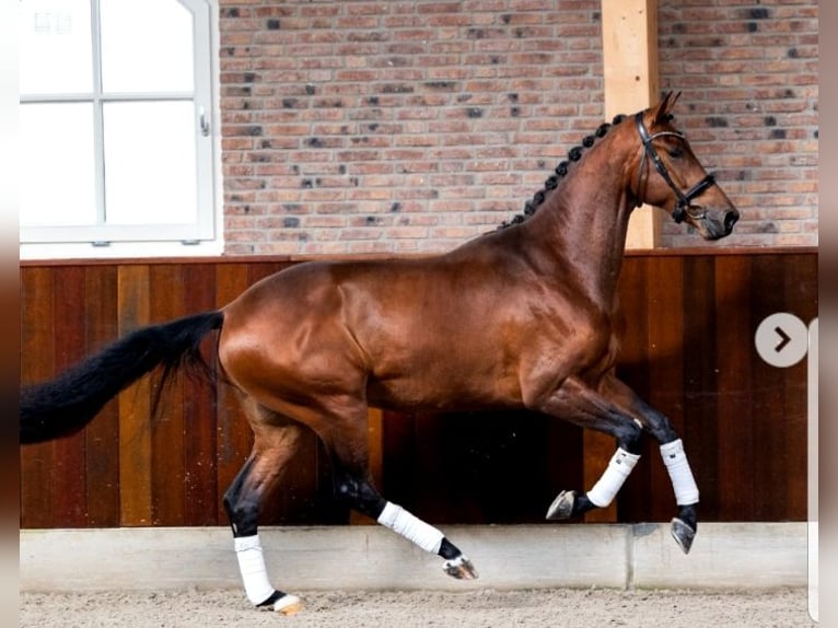 KWPN Caballo castrado 4 años in Békéscsaba