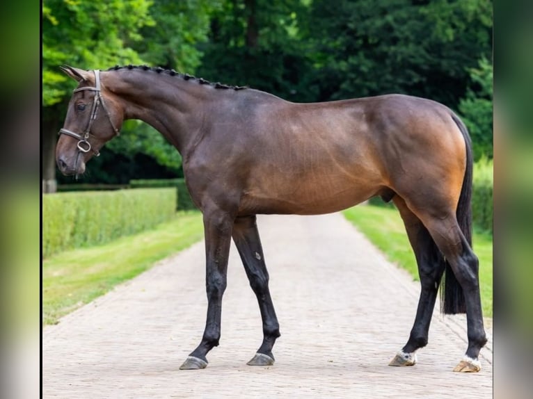 KWPN Caballo castrado 4 años in Békéscsaba