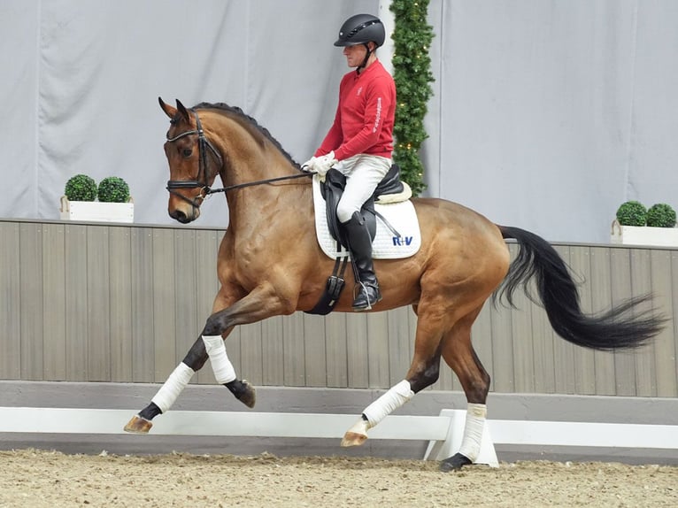 KWPN Caballo castrado 4 años Castaño in Münster-Handorf