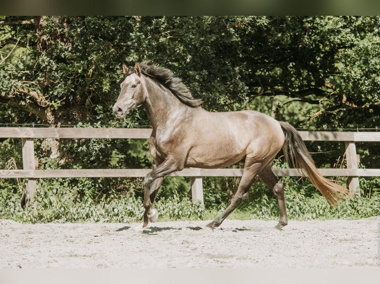 KWPN Caballo castrado 4 años Tordo in Bretagne