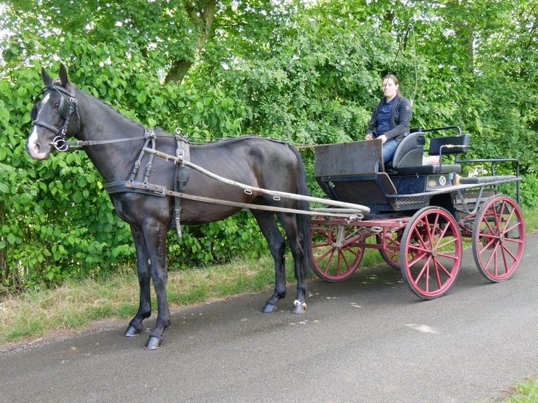 KWPN Mestizo Caballo castrado 5 años 155 cm Negro in Dorsten