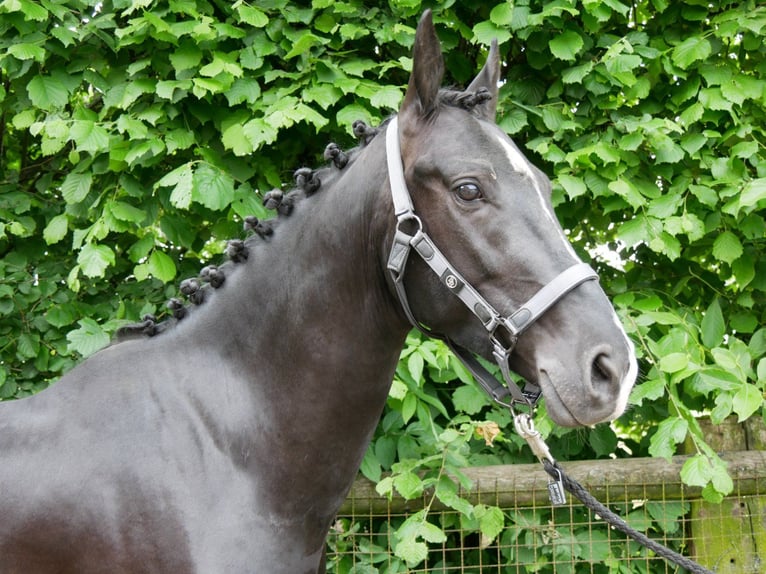 KWPN Mestizo Caballo castrado 5 años 155 cm Negro in Dorsten