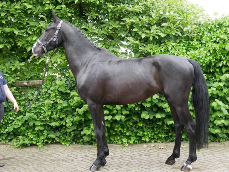 KWPN Mestizo Caballo castrado 5 años 155 cm Negro in Dorsten