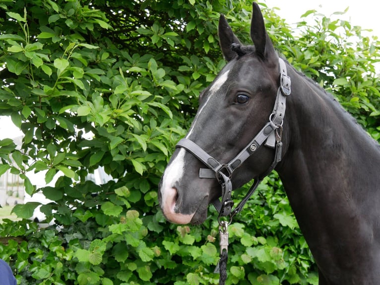 KWPN Mestizo Caballo castrado 5 años 155 cm Negro in Dorsten