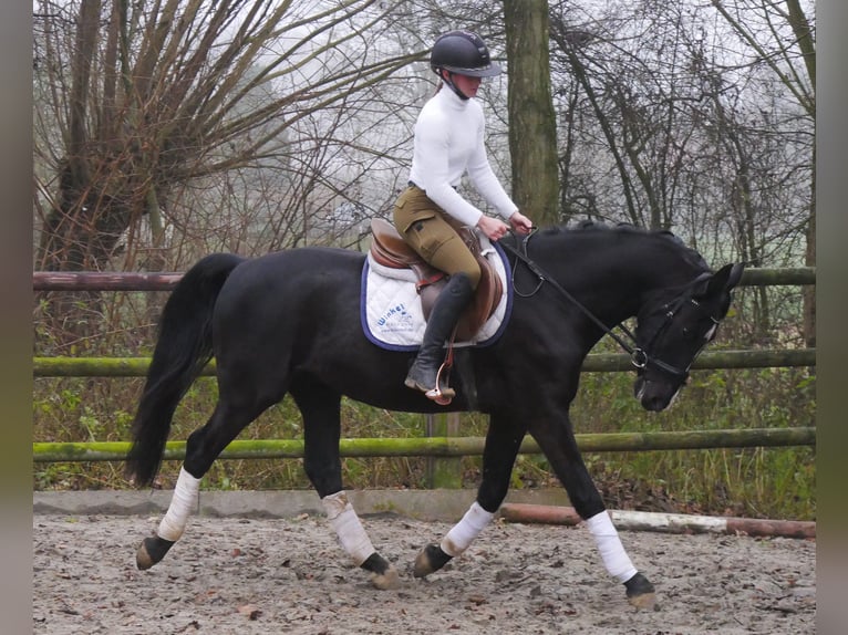 KWPN Mestizo Caballo castrado 5 años 155 cm Negro in Dorsten