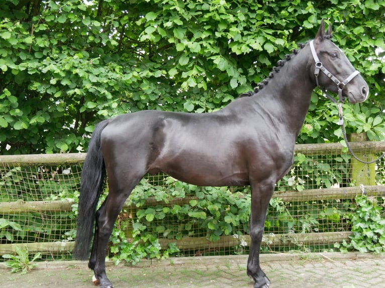 KWPN Mestizo Caballo castrado 5 años 155 cm Negro in Dorsten