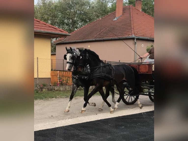 KWPN Caballo castrado 5 años 156 cm Castaño rojizo in Tass