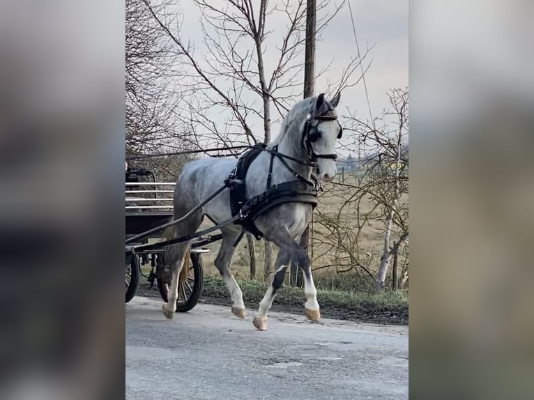 KWPN Caballo castrado 5 años 158 cm Tordo in Tass