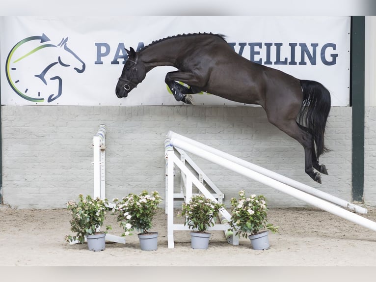 KWPN Caballo castrado 5 años 160 cm  in WK Heerde