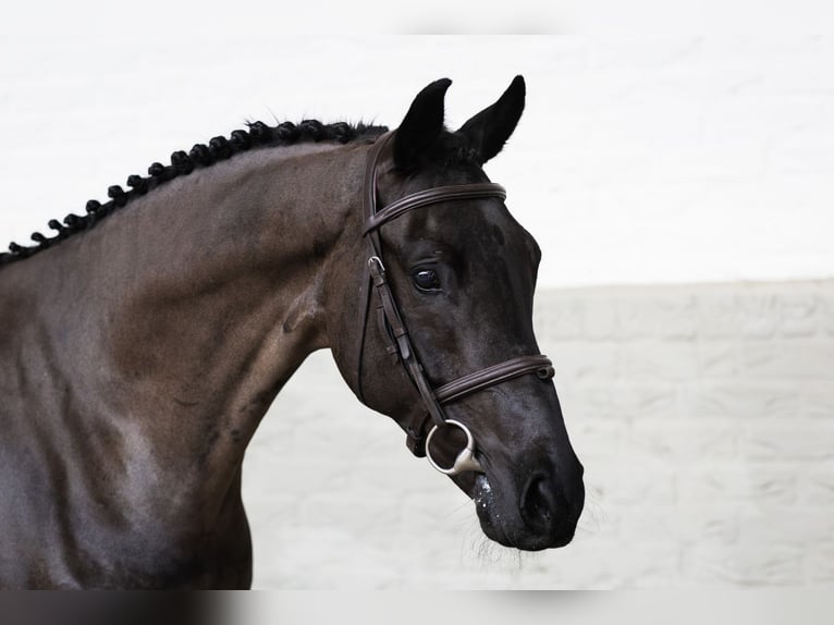 KWPN Caballo castrado 5 años 160 cm  in WK Heerde