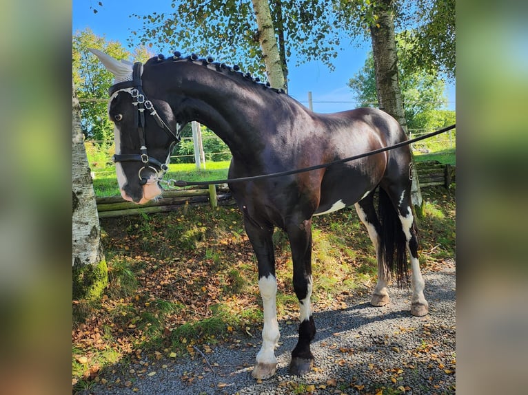 KWPN Caballo castrado 5 años 160 cm Pío in Ruppichteroth