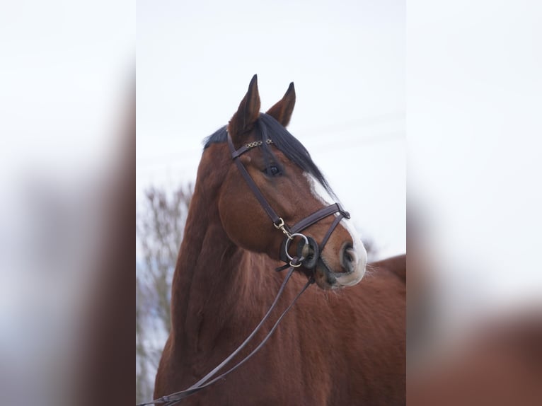 KWPN Caballo castrado 5 años 162 cm Castaño in Lengdorf