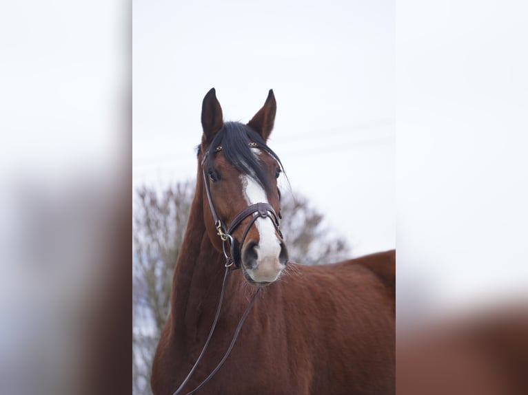 KWPN Caballo castrado 5 años 162 cm Castaño in Lengdorf