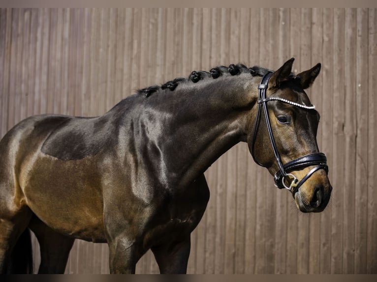 KWPN Caballo castrado 5 años 162 cm Castaño oscuro in Mömbris