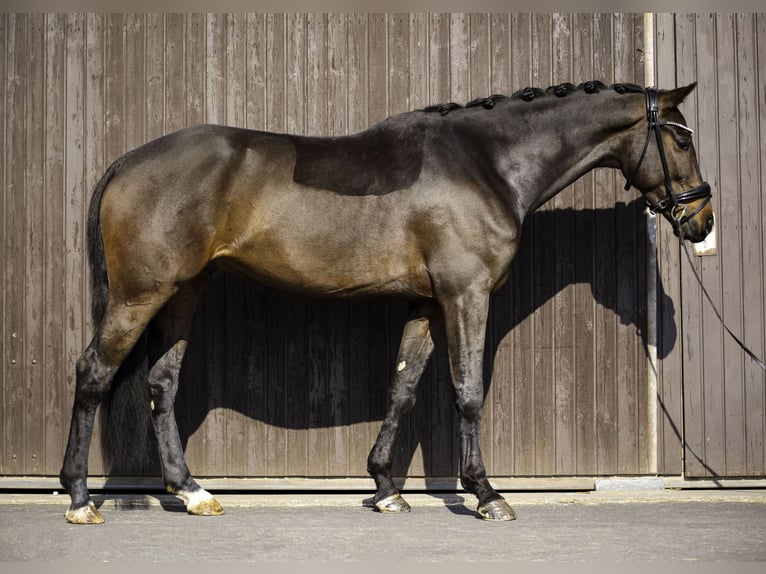 KWPN Caballo castrado 5 años 162 cm Castaño oscuro in Mömbris