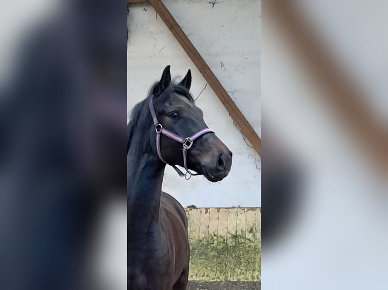 KWPN Caballo castrado 5 años 162 cm Castaño oscuro in Messel