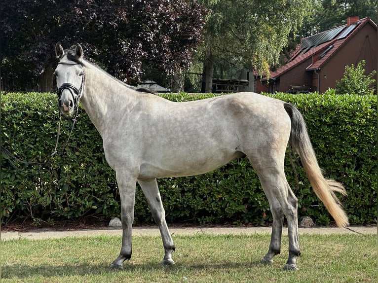 KWPN Caballo castrado 5 años 162 cm Tordo in Nienburg (Weser)