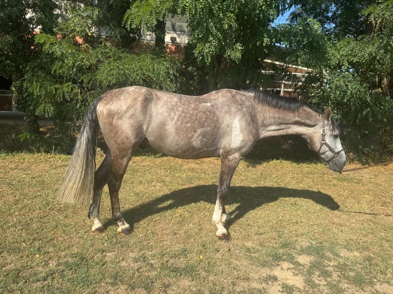 KWPN Caballo castrado 5 años 162 cm Tordo in Kaulille