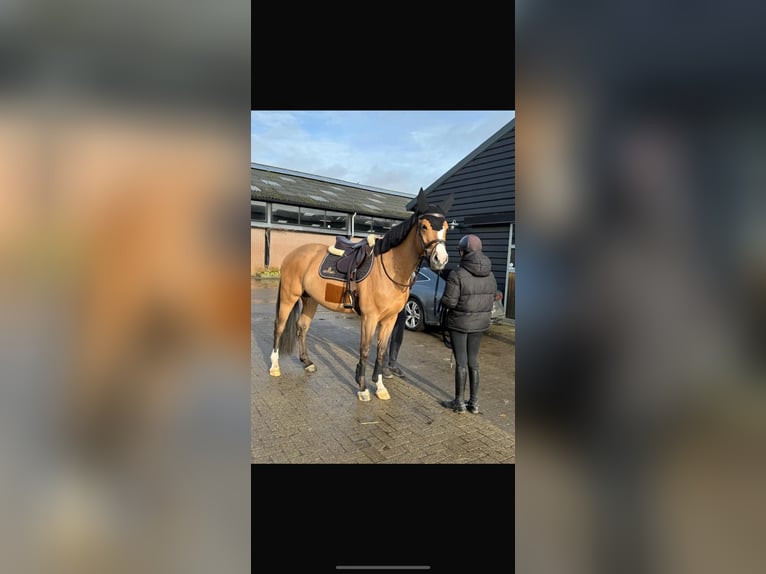KWPN Caballo castrado 5 años 163 cm  in weert