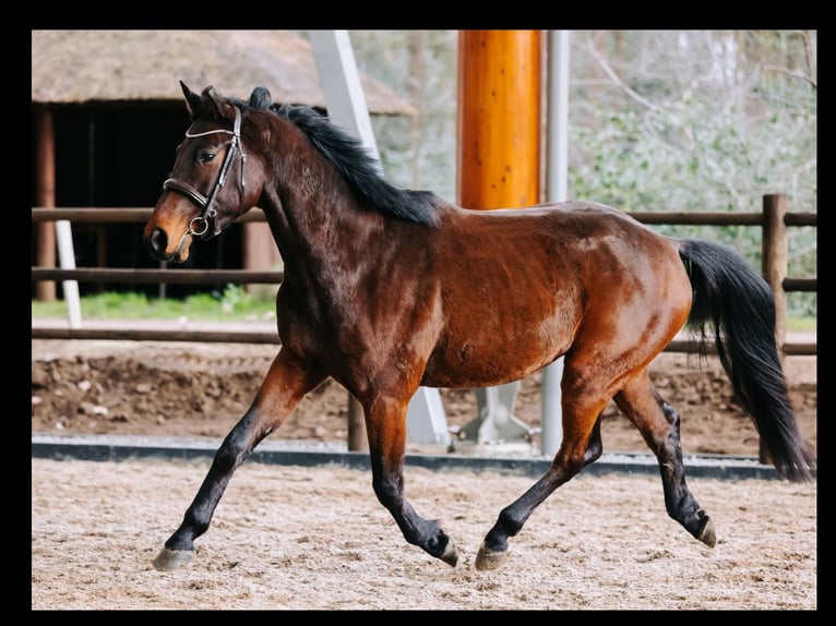 KWPN Caballo castrado 5 años 163 cm Castaño in GROTE-BROGEL