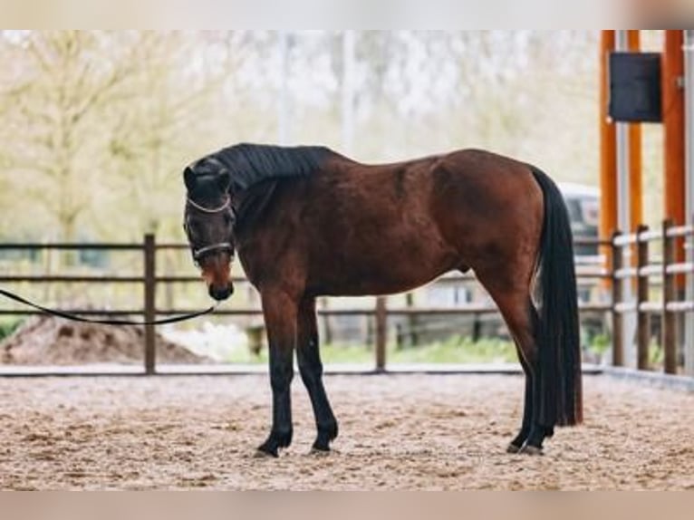 KWPN Caballo castrado 5 años 163 cm Castaño in GROTE-BROGEL