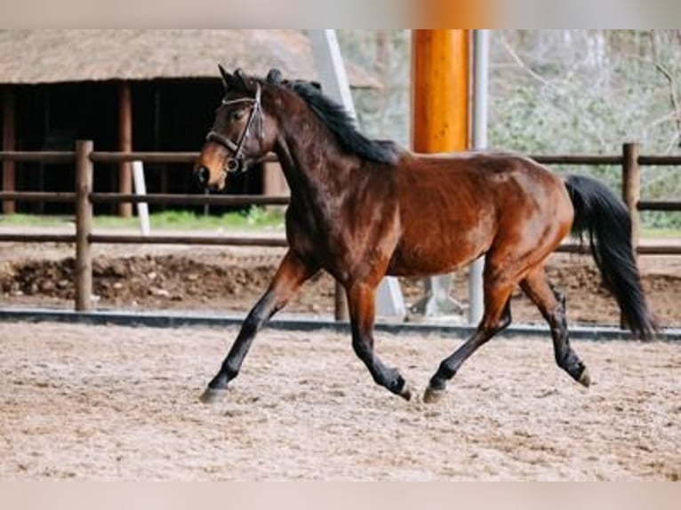 KWPN Caballo castrado 5 años 163 cm Castaño in GROTE-BROGEL