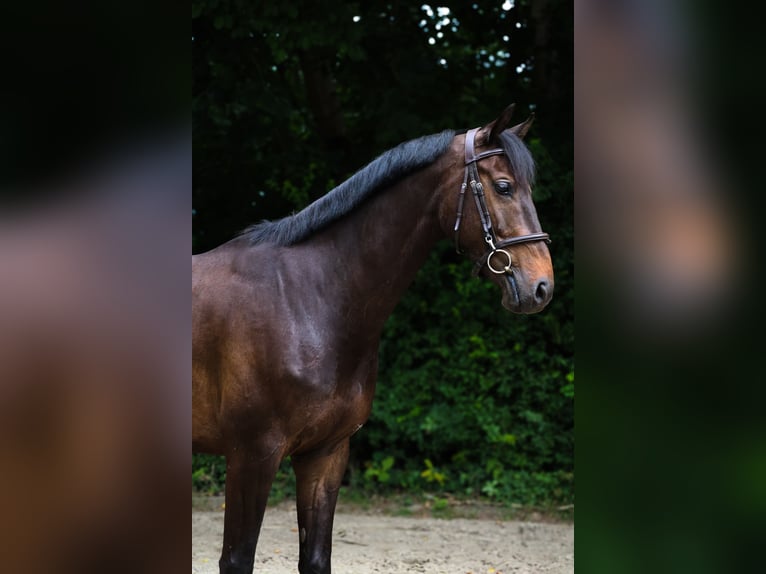 KWPN Caballo castrado 5 años 163 cm Castaño oscuro in Harkstede