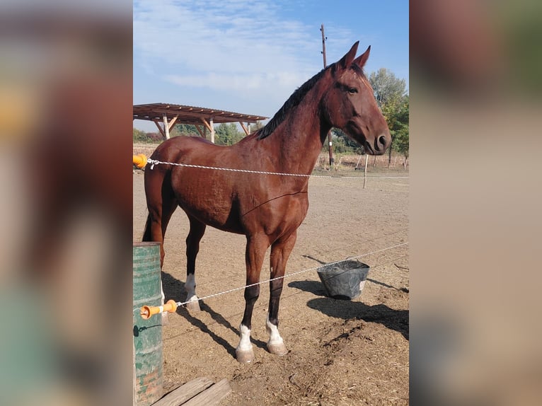 KWPN Mestizo Caballo castrado 5 años 163 cm Castaño rojizo in Vinkovci