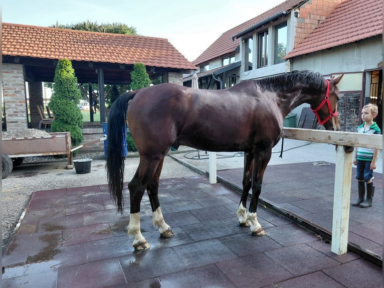 KWPN Mestizo Caballo castrado 5 años 163 cm Castaño rojizo in Vinkovci