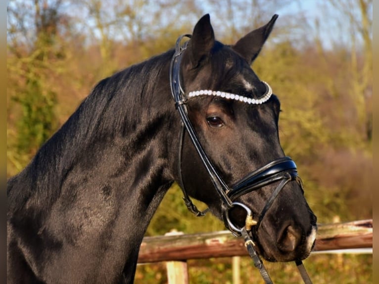 KWPN Caballo castrado 5 años 163 cm Negro in Neuss