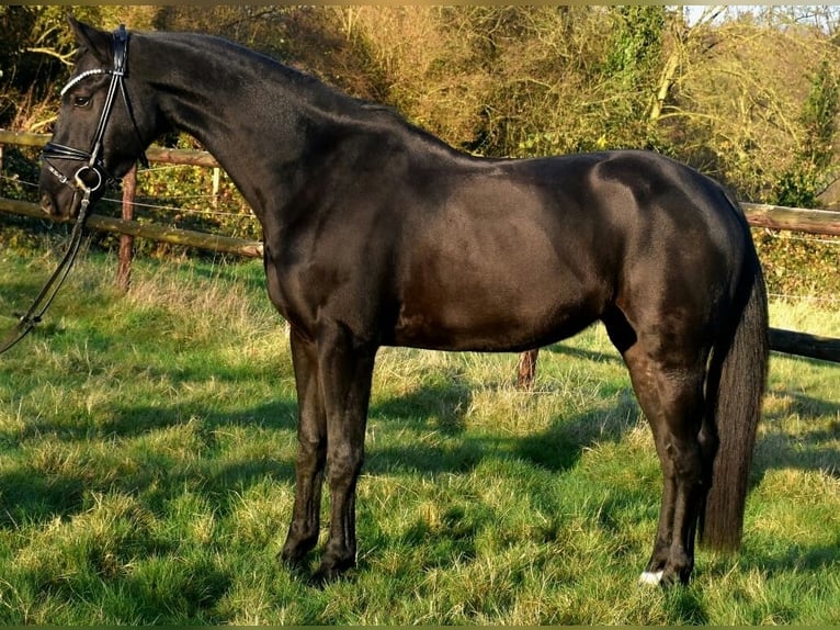 KWPN Caballo castrado 5 años 163 cm Negro in Neuss