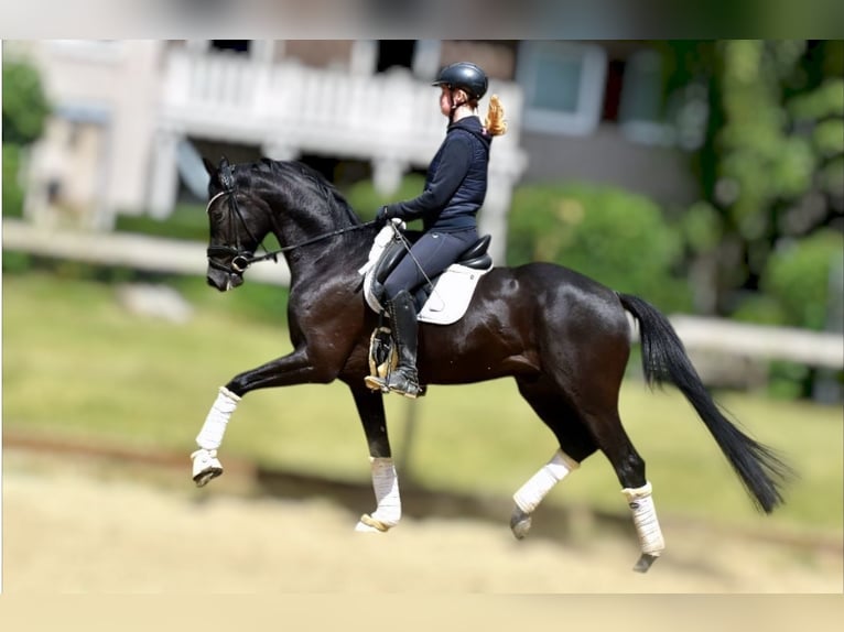 KWPN Caballo castrado 5 años 163 cm Negro in Neuss