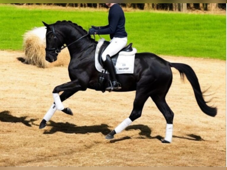 KWPN Caballo castrado 5 años 163 cm Negro in Neuss