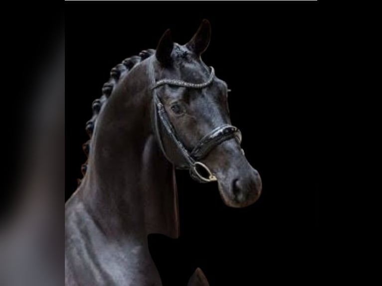 KWPN Caballo castrado 5 años 163 cm Negro in Neuss