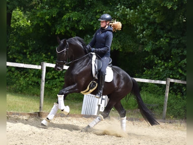 KWPN Caballo castrado 5 años 163 cm Negro in Neuss