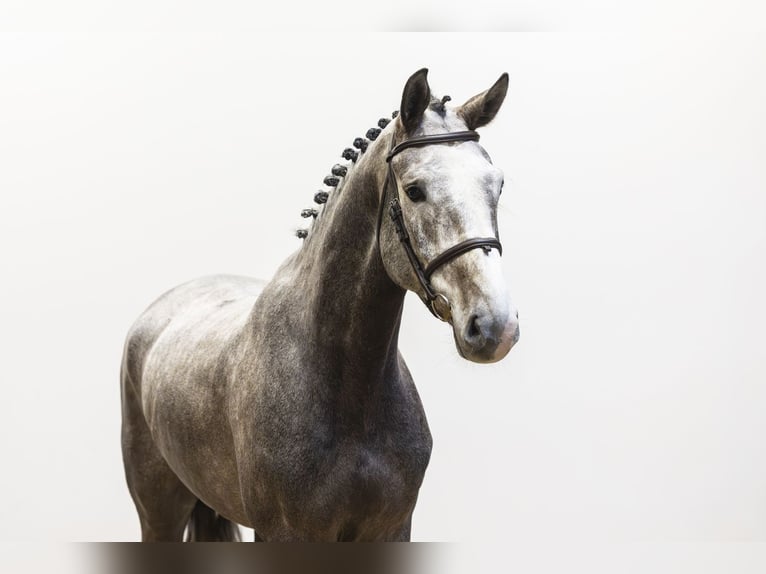 KWPN Caballo castrado 5 años 163 cm Tordo in Waddinxveen