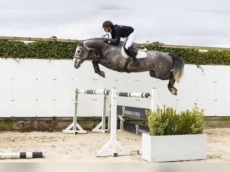 KWPN Caballo castrado 5 años 163 cm Tordo in Waddinxveen