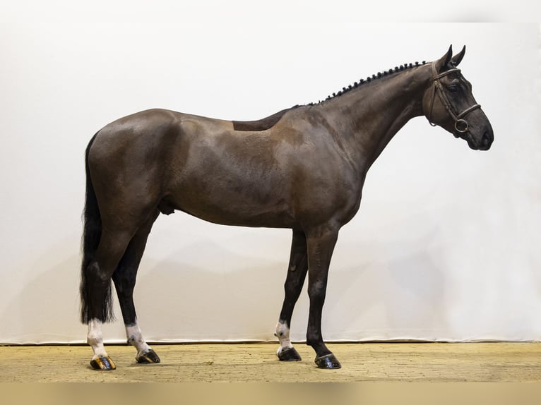 KWPN Caballo castrado 5 años 164 cm Negro in Waddinxveen